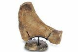 Plesiosaur Ischium Bone on Ammonite Stand - Asfla, Morocco #277035-3